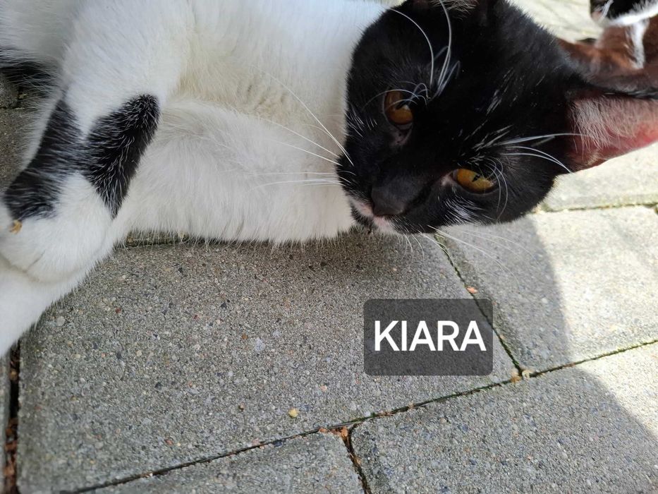 Kora i Kiara - cudowny dwupak szuka dom