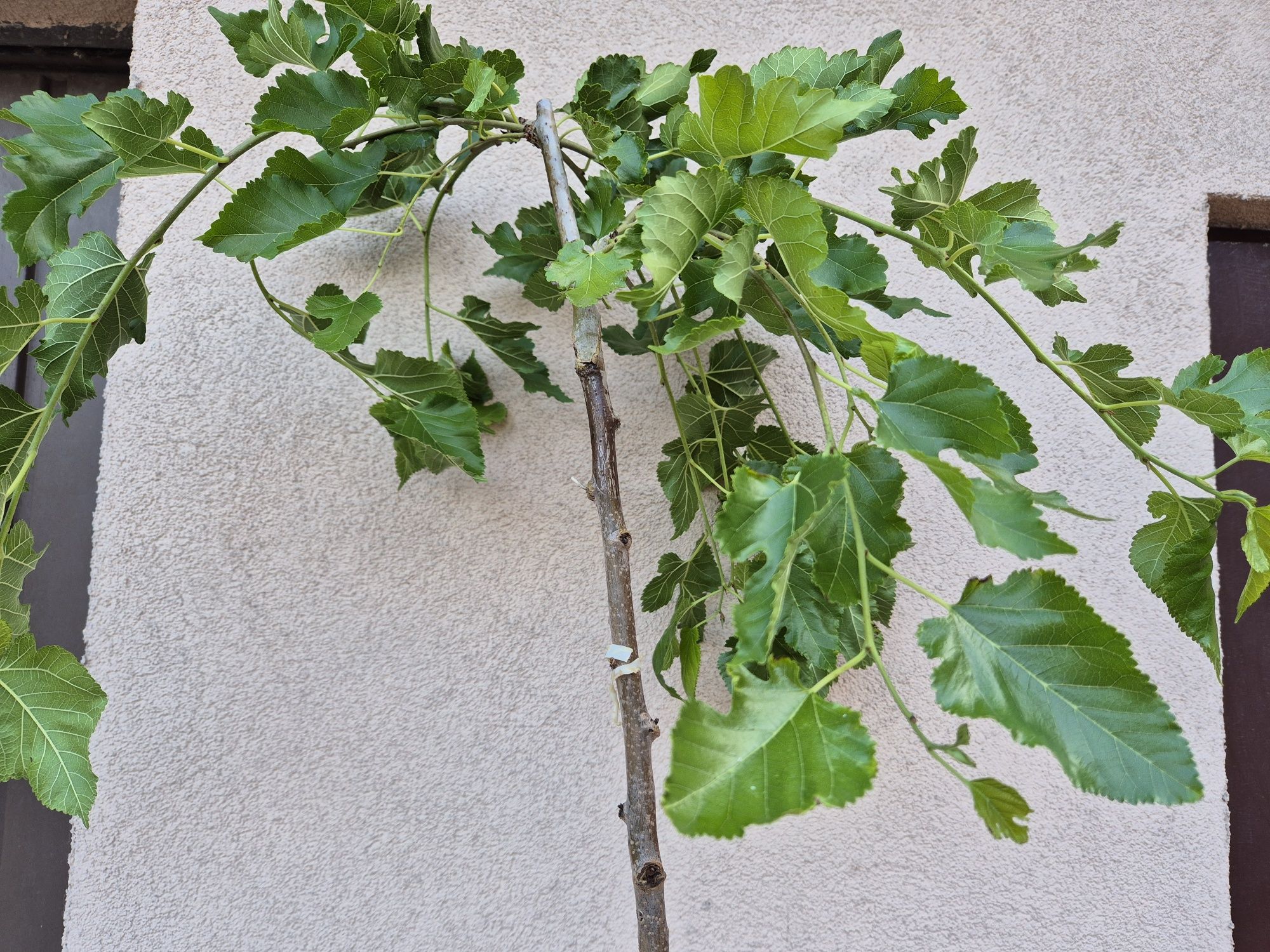 Morwa czarna pendula