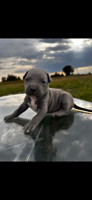 Amstaff szczeniaki american staffort shirt terier