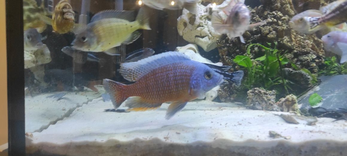 pyszczaki labeotropheus,socolofi,hongi, haplochromis,mphanga,metriclim