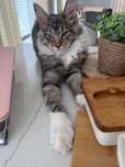 Sprzedam kota Maine Coon