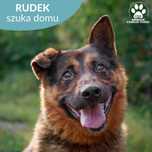 Kochany Rudek w typie Owczarka do adopcji!
