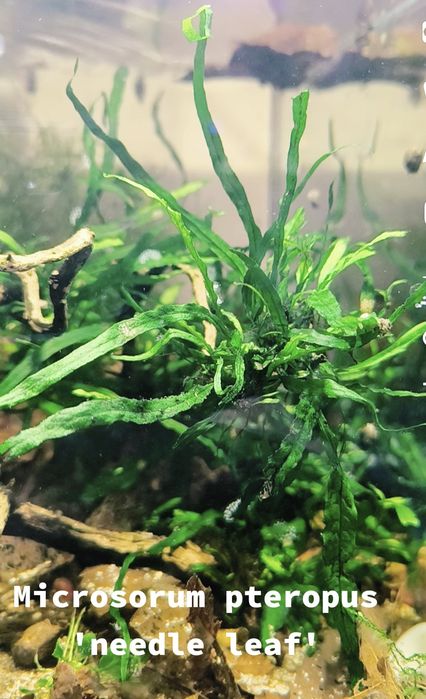 Plantas para aquario