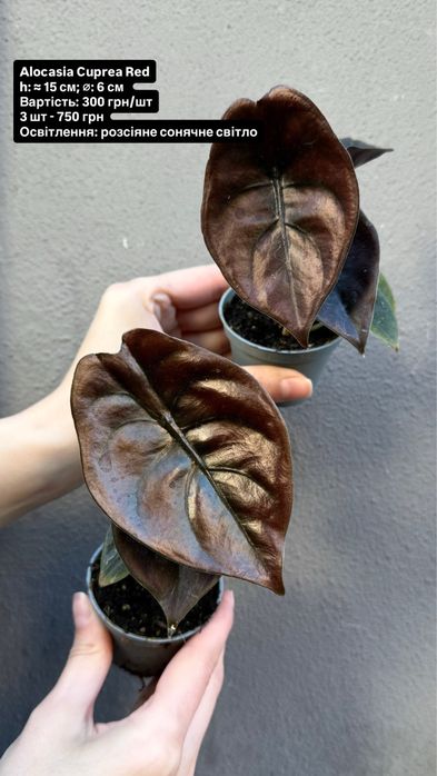 Alocasia Cuprea Red, Silver Dragon, Scalprum, Ninja, Amazonica Dwarf