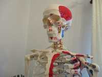 Esqueleto com Musculos e ossos – estudo saude e medicina