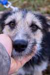 Mały kochany pies szuka domu Adopcja
