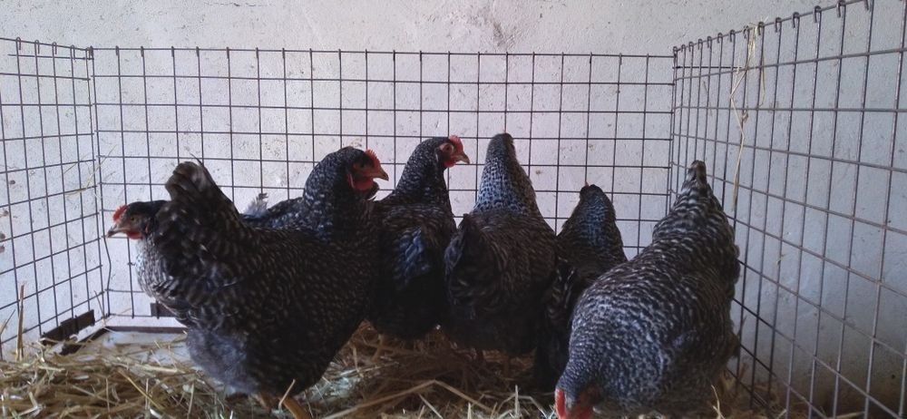 Nioski Rosa 24 tygodnie! Wysyłka od 10 sztuk.