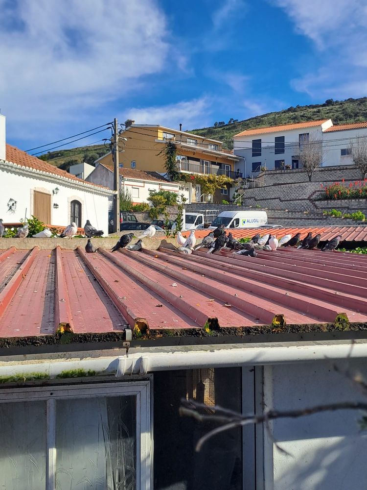 Vendo Pombos para casamentos/batizados
