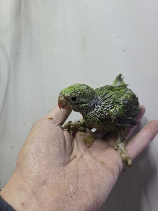 Ring Neck demosticados