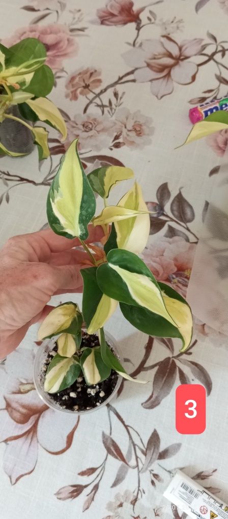 Philodendron gabby cream splash