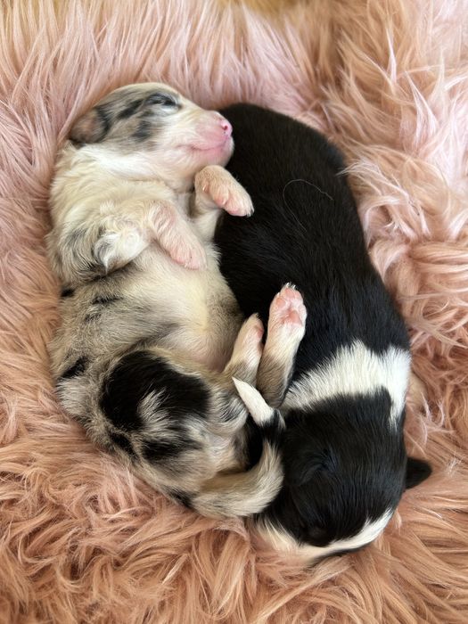 Border Collie szczeniak