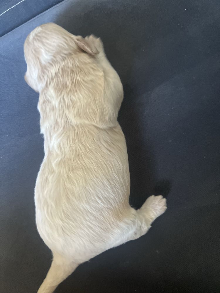 Śliczna suczka rasy Maltipoo