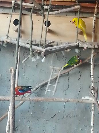 Papugi faliste zeberki