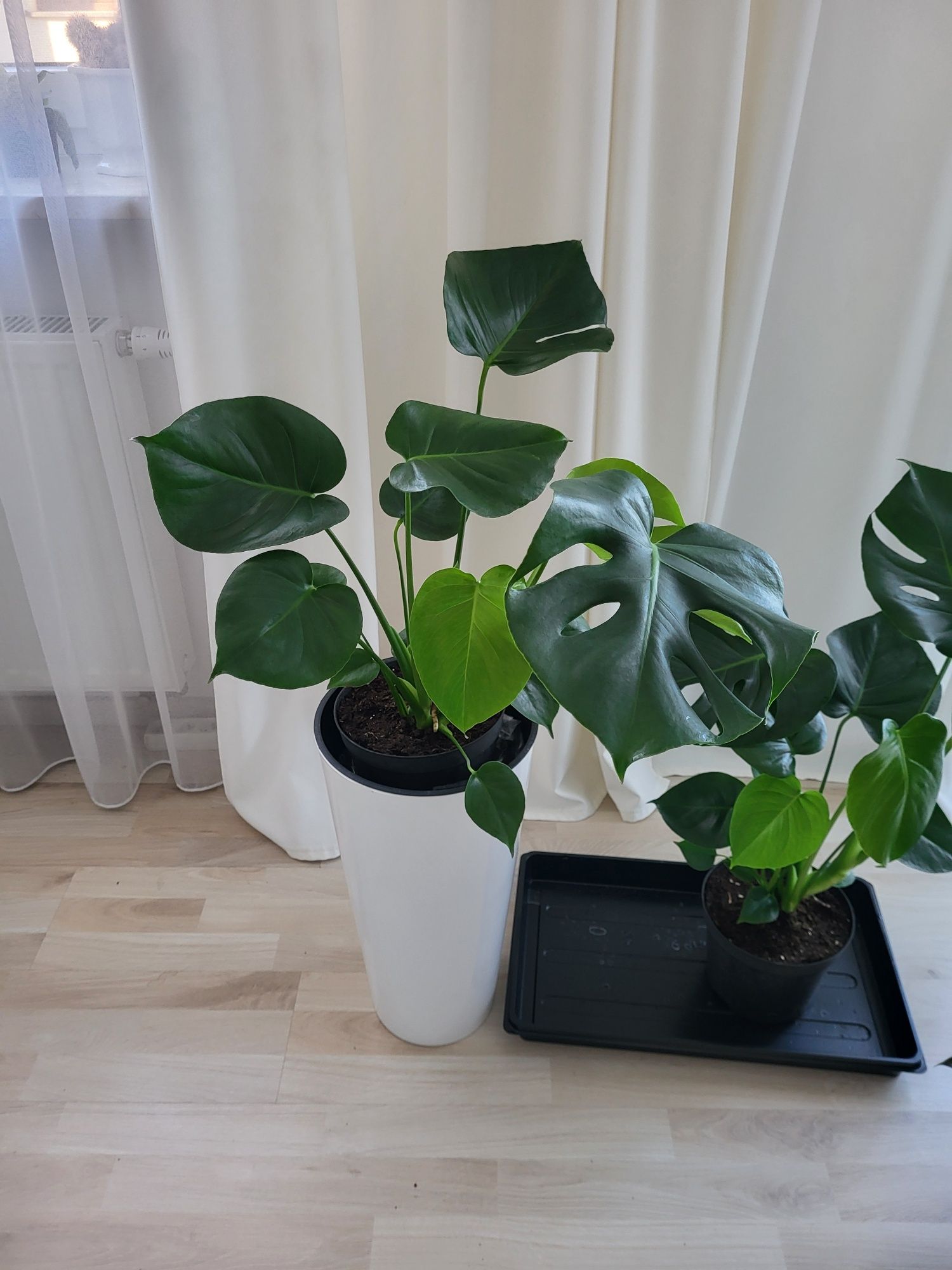 Monstera  około 80-90cm