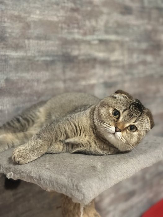 Висловухий 5 місячний дуже милий котик