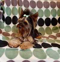 Yorkshire terrier piesek