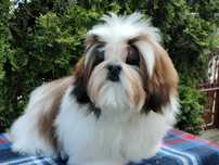Śliczny odchowany piesek shih tzu ZKwP FCI