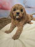Cavapoo sunia cackapoo /maltipoo