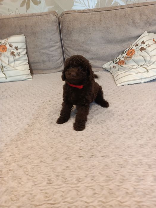 Pudel czekoladowy piesek miniaturka