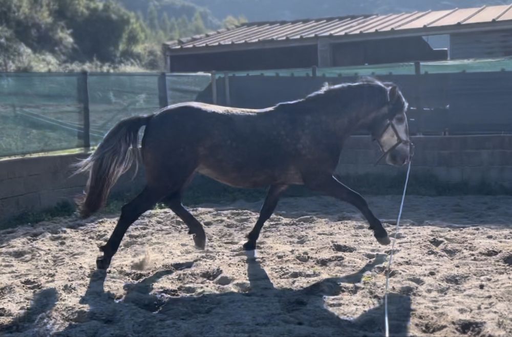 Vendo poldro 3 anos psl