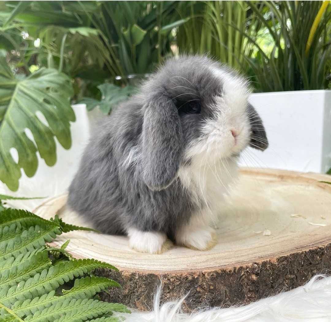 KIT Coelhos anões orelhudos, mini lop adoráveis e super dóceis