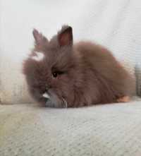 Karzełek Teddy  , królik miniaturka  , króliki miniaturki