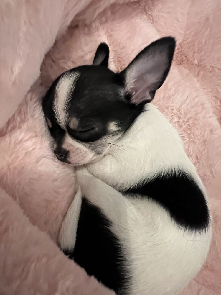 Chihuahua krótkowłosy ZKwP/ FCI