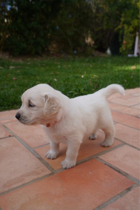 Golden Retriever