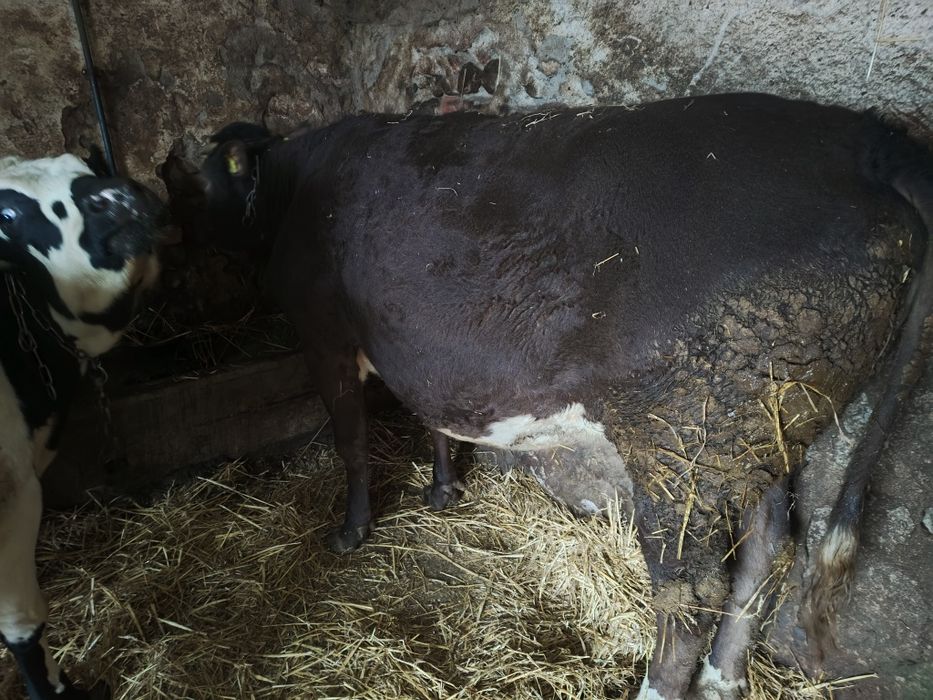 Jałówki wysokocielne