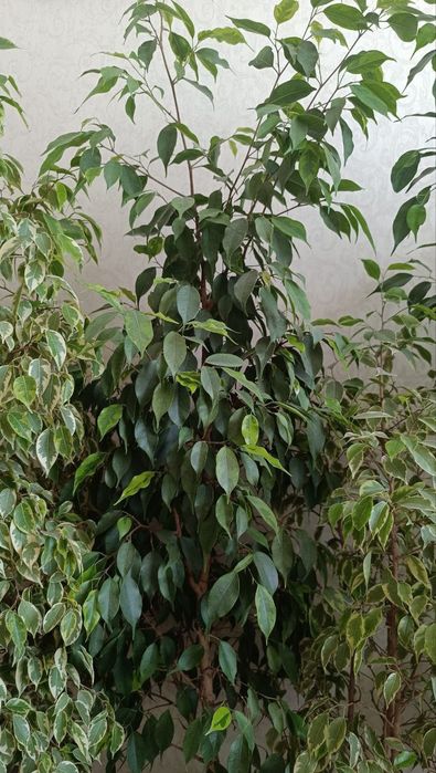 Фікуси Бенджаміна різних сортів, Регідан, Анастасія Старлайт, Голден К