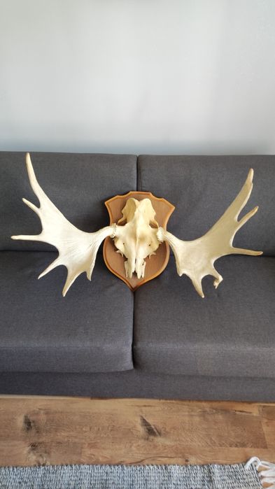Trofeum wykonane z poroża Łosia