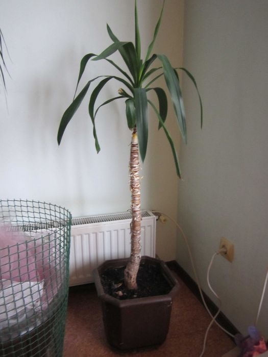 Юкка, кімнатна рослина, 1,0м.