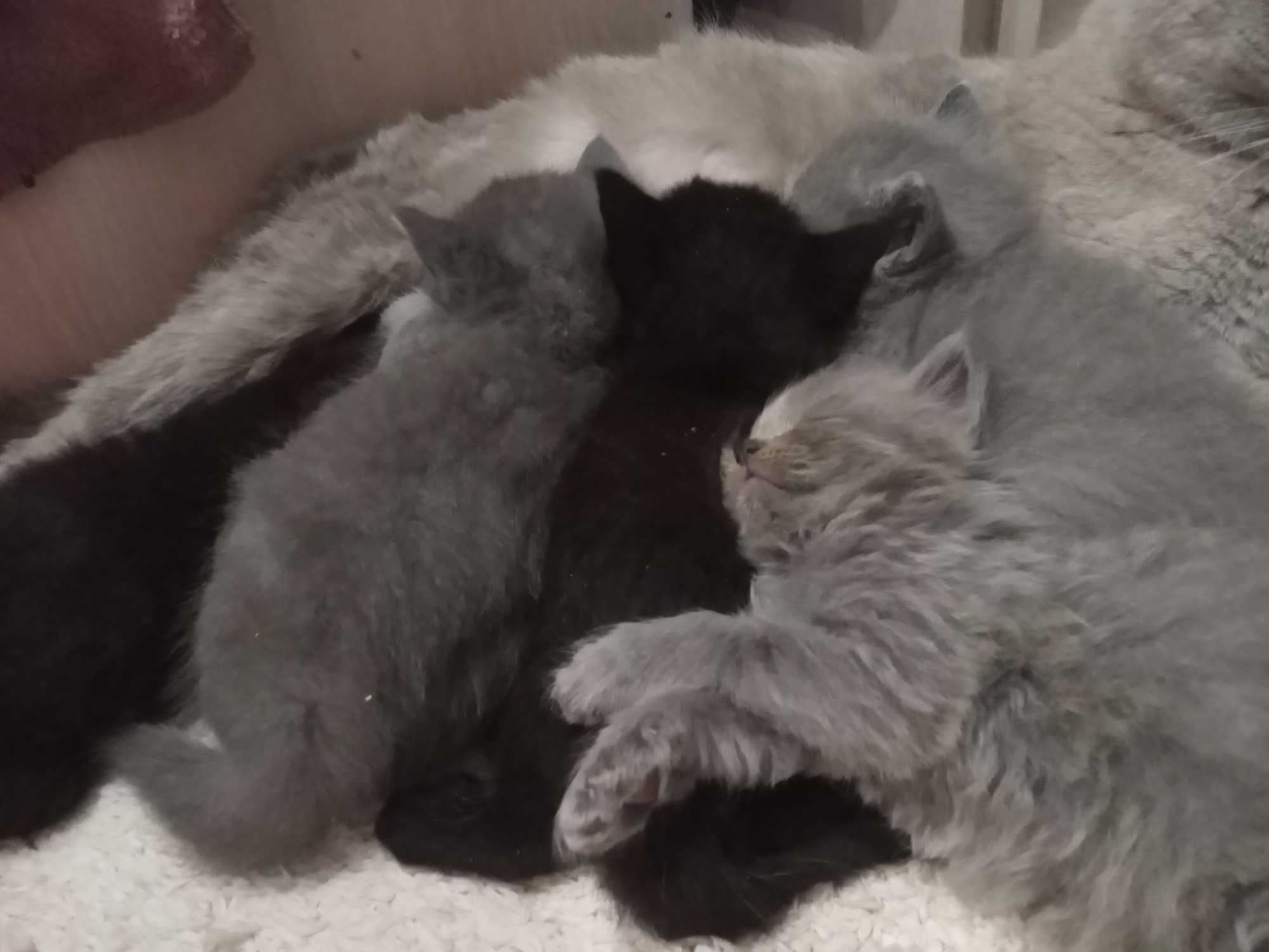 Кошенята в добрі руки