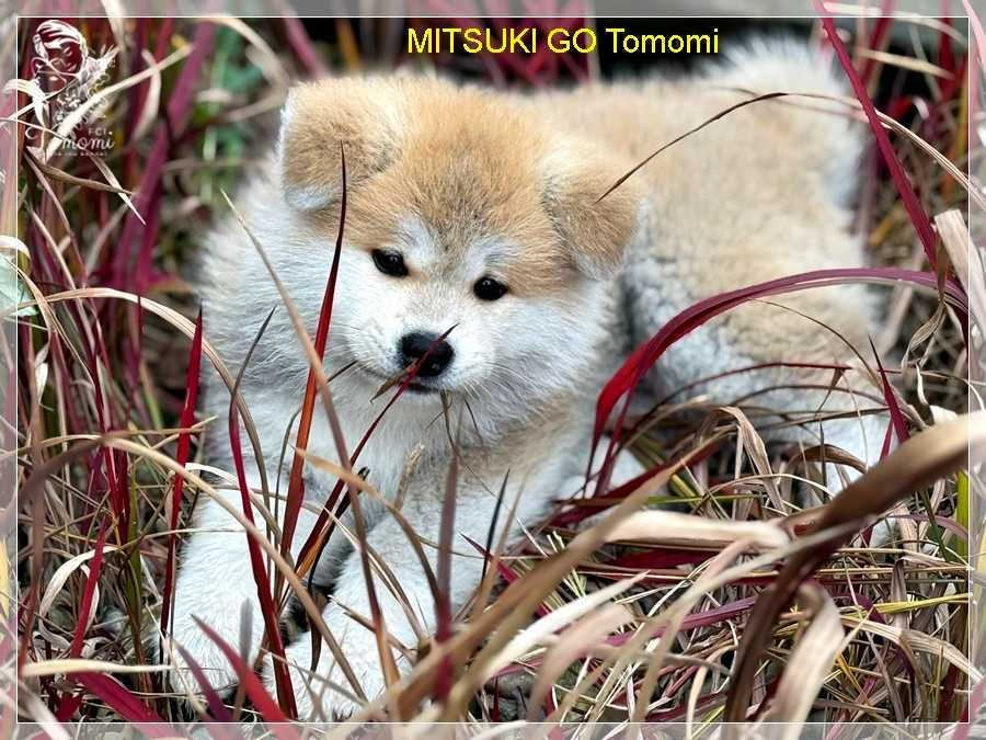 AKITA czerwony szczeniak ZKwP + AKIHO