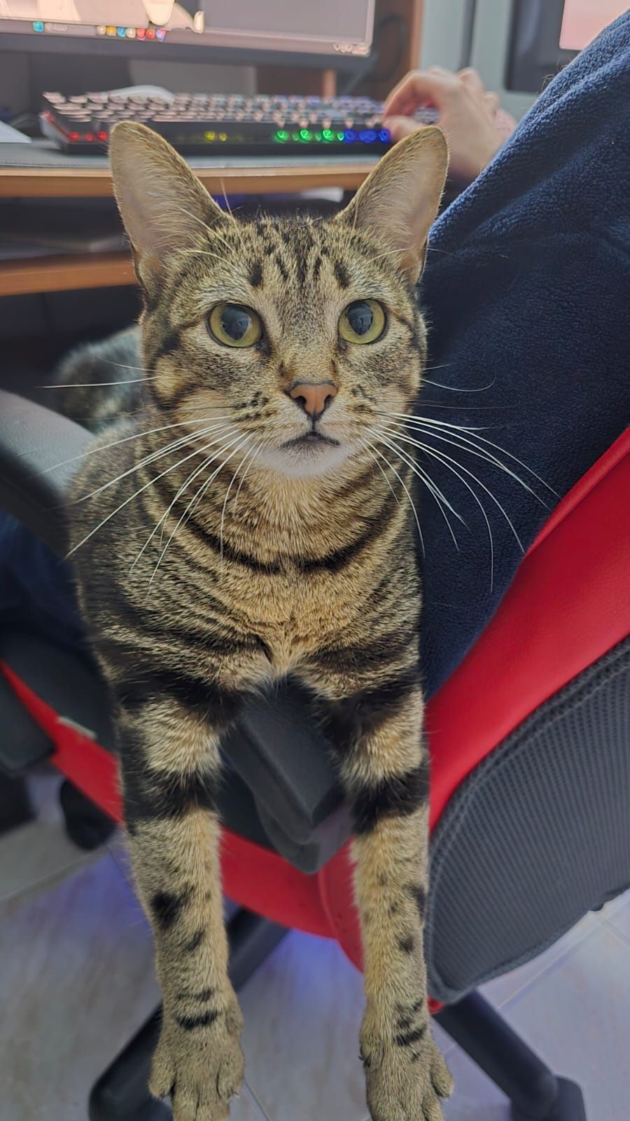 Gatinha para adoção, por motivos de saude da dona.