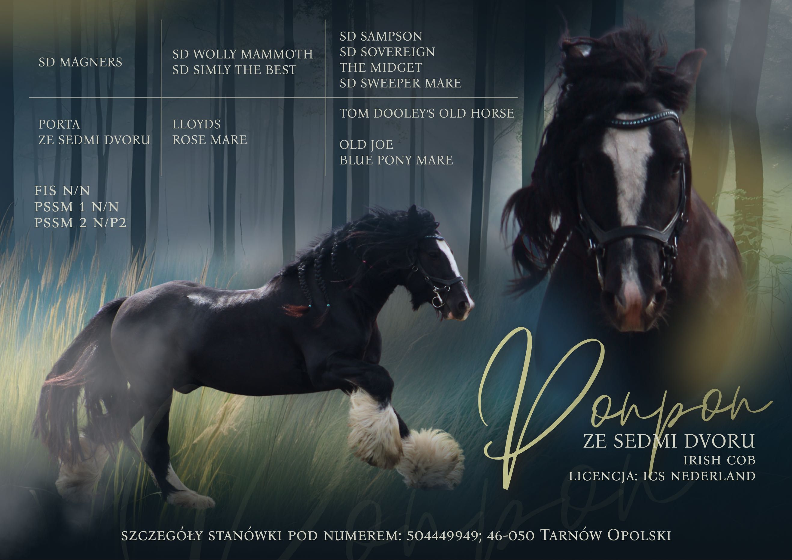 Stanówka Irish Cob / Tinker Ponpon ze Sedmi Dvoru
