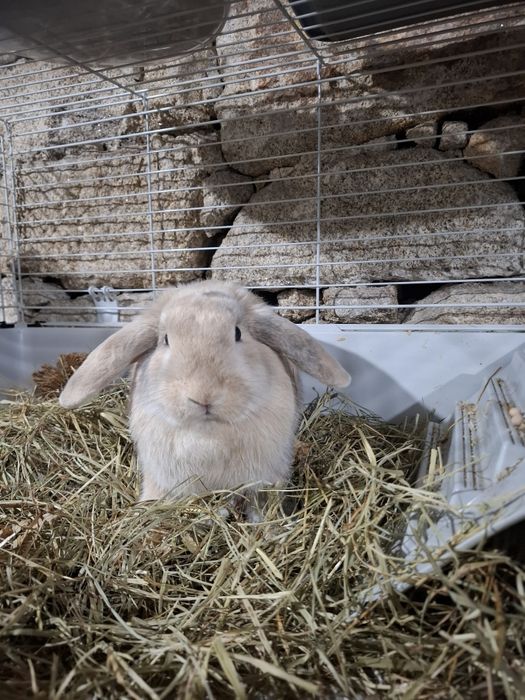 Coelha bellier de 2025