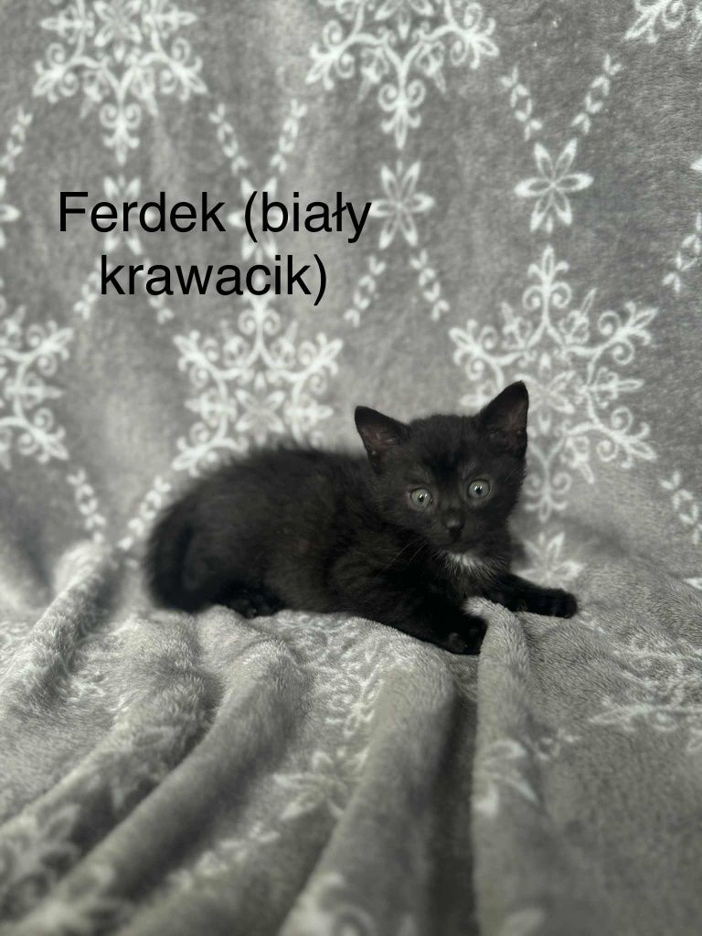 Waldek i Ferdek podbiją Twoje serce
