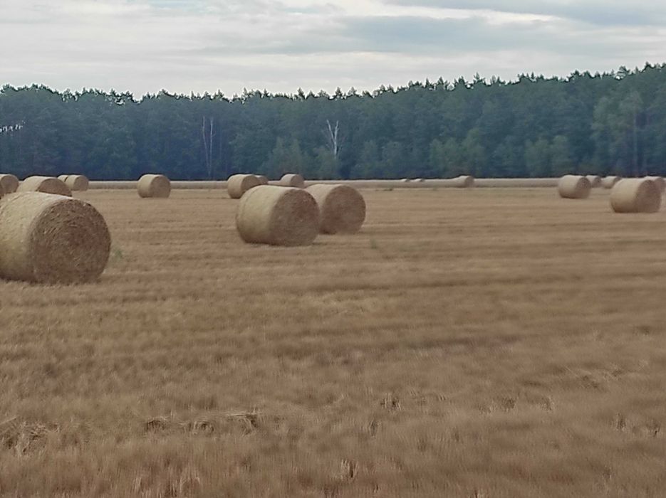 Słoma w belach z transportem