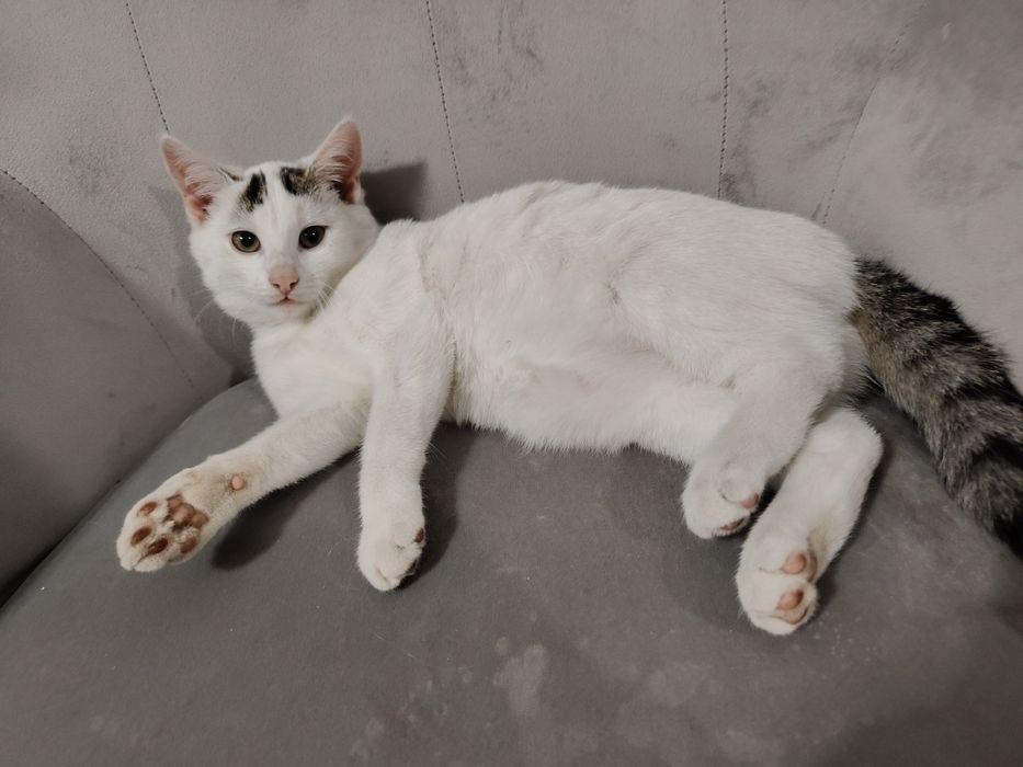 Oddam kotkę, ma 3 miesiące