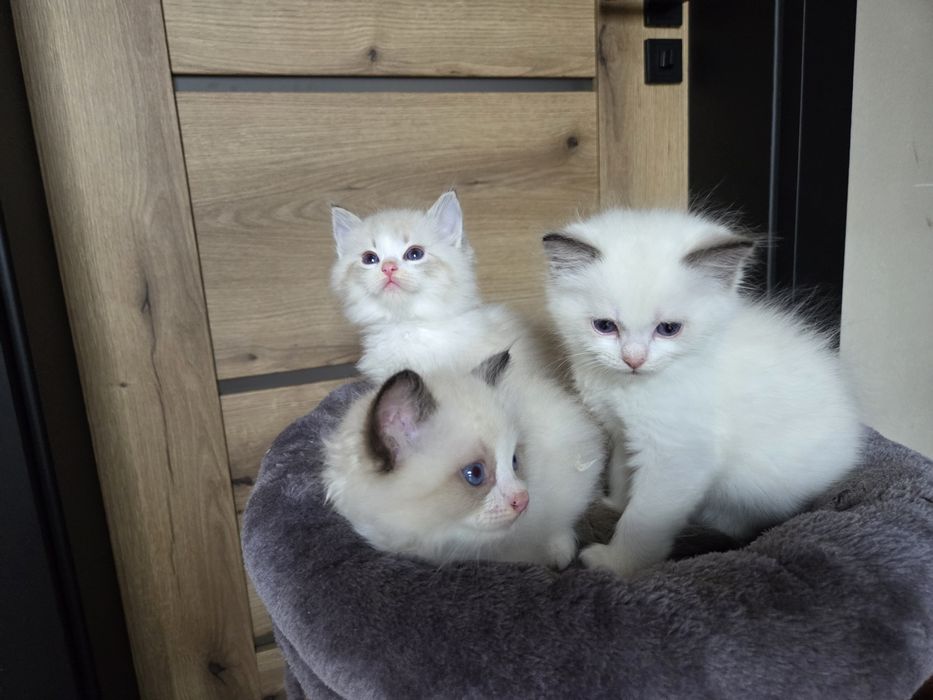 Kotka RAGDOLL z rodowodem FPL