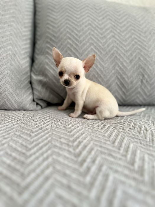 Menina chihuahua super minuatura perfeita