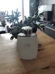 Lalique White ok 80ml