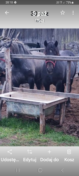 Sprzedam konie szpaki