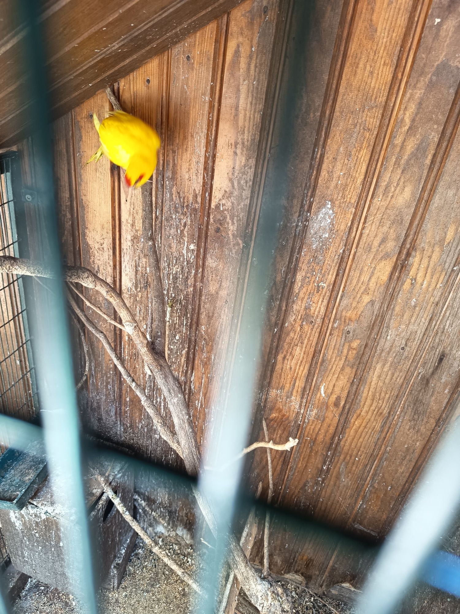 Kakariki macho amarelo