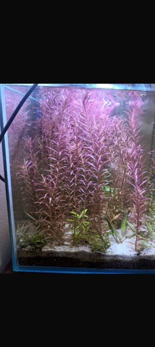 Camarões vermelhos e plantas