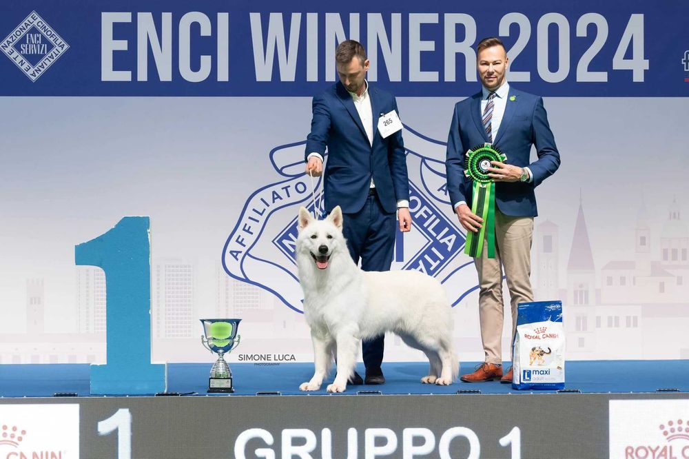 Biały Owczarek Szwajcarski z wyjątkowego skojarzenia