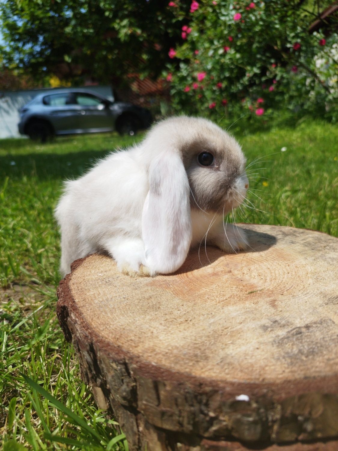Królik miniaturka baranek mini lop karzełek Teddy