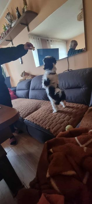 Shih tzu sunia przytulas