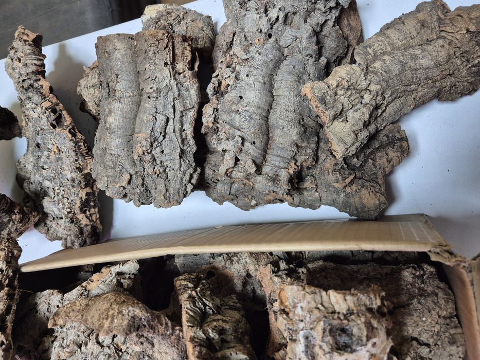 Korek terrarystyczny